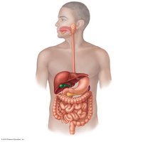 Diagram of the human digestive system showing the alimentary canal and accessory organs