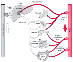 Diagram of the hepatic portal system and blood flow through the liver
