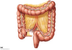 Gross anatomy of the large intestine
