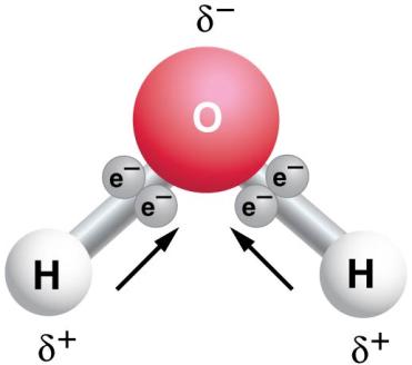 Water molecule showing partial charges