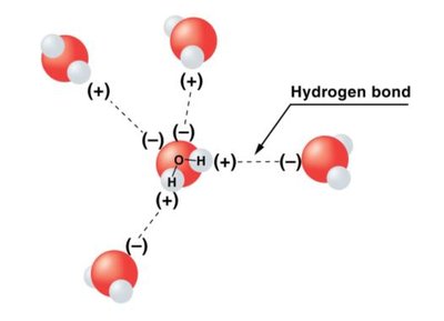 Water molecule with positive and negative regions