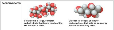 Carbohydrates: cellulose and glucose