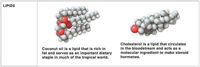 Lipids: coconut oil and cholesterol