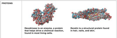 Proteins: hexokinase and keratin