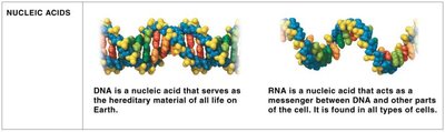 Nucleic acids: DNA and RNA