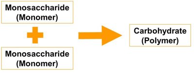 Diagram showing monosaccharides forming carbohydrates