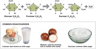 Disaccharide formation and common disaccharides
