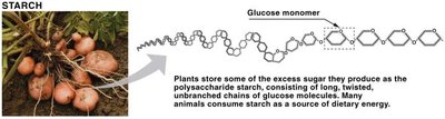 Starch: plant storage polysaccharide