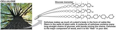Cellulose: plant structural polysaccharide