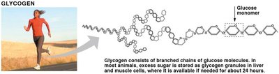 Glycogen: animal storage polysaccharide