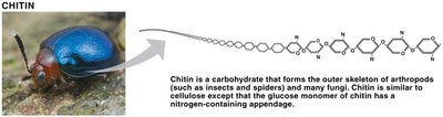Chitin: structural polysaccharide in arthropods and fungi