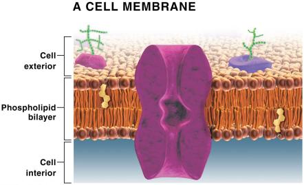 Oil and vinegar: example of hydrophobic lipids