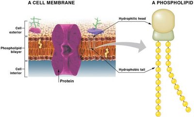 Phospholipid structure and cell membrane