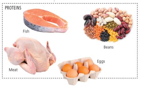 Common protein foods: fish, meat, beans, eggs