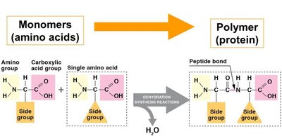 Diagram showing amino acids forming proteins
