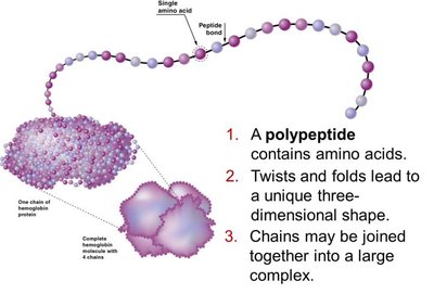 Polypeptide chain and protein structure