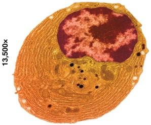 Microscopic image of a cell