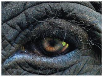 Elephant eating, demonstrating energy and matter processing