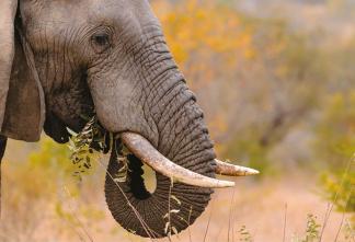 Elephant with baby, showing reproduction