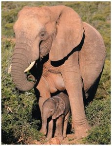 Elephant with baby, illustrating growth and development