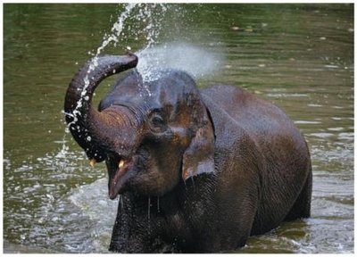 Elephant spraying water, demonstrating response to environment