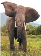 Elephant with large ears, showing evolutionary adaptation