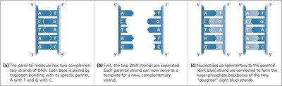 Diagram showing the steps of DNA replication: parental molecule, strand separation, and synthesis of new strands