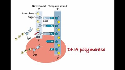 DNA polymerase catalyzing nucleotide addition