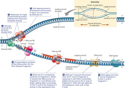 Summary diagram of bacterial DNA replication