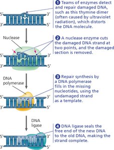 Nucleotide excision repair of DNA damage