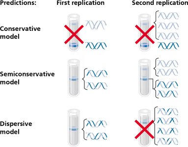 Predicted results of the Meselson-Stahl experiment for each replication model