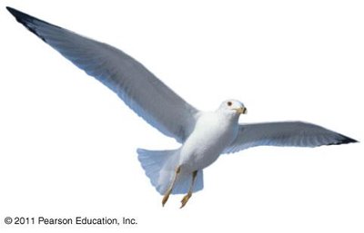 Bird showing adaptation of wings for flight