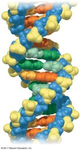 DNA double helix structure