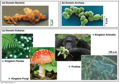 Diagram illustrating evolutionary relationships