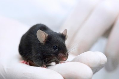 Example of manipulative lab experiment