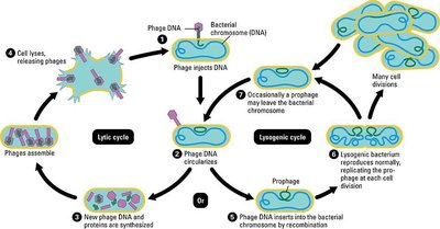 Diagram of lytic and lysogenic cycles of a bacteriophage