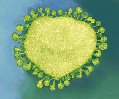 Coronavirus particle