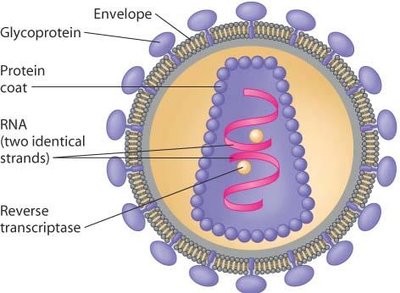 Structure of HIV virus