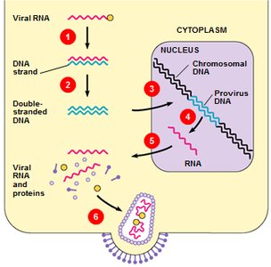 HIV replication and integration into host genome