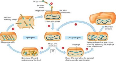 Alternative diagram of lytic and lysogenic cycles