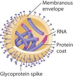 Structure of an enveloped RNA virus