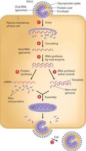 Reproductive cycle of an enveloped RNA virus