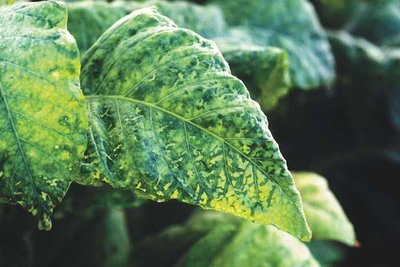 Tobacco mosaic disease on a leaf