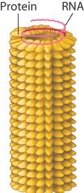 Structure of tobacco mosaic virus