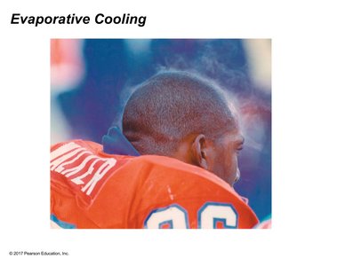 Evaporative cooling in a football player