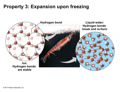 Expansion upon freezing: ice and liquid water comparison
