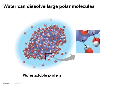 Water dissolving a large polar protein
