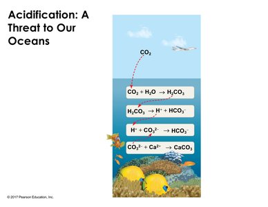 Diagram of ocean acidification and its effects on marine life