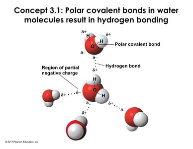 Diagram of polar covalent bonds and hydrogen bonding in water