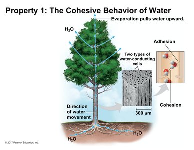 Diagram of water movement in a tree showing cohesion and adhesion